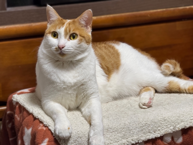 留守中の家族やペットの見守り